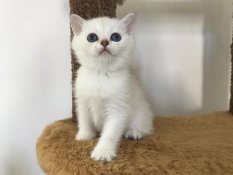 Mama karşılığında british shorthair kedimiz