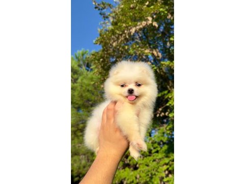Pomeranian boo teddy face 