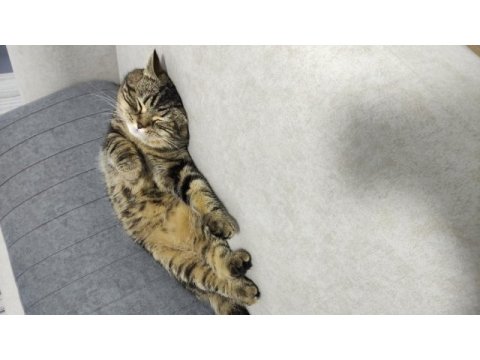 Uyku arkadaşı stres ilacı balımmm kedim