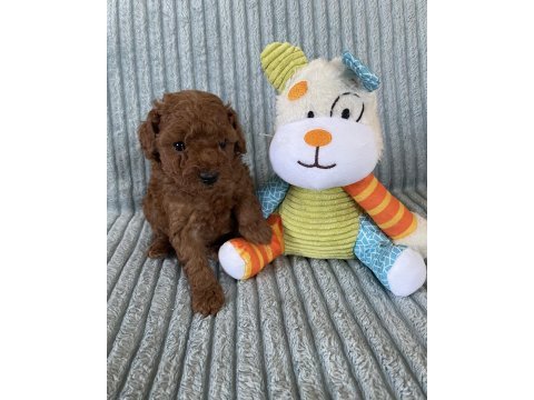 Eşsiz güzellikte toy poodle yavru