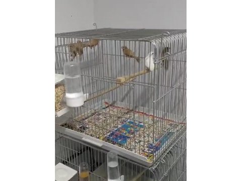 12 adet bakıcı bengal ispinozu