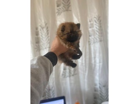Pomeranian boo minyatür