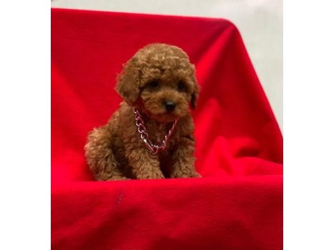 Toy poodle tavrular