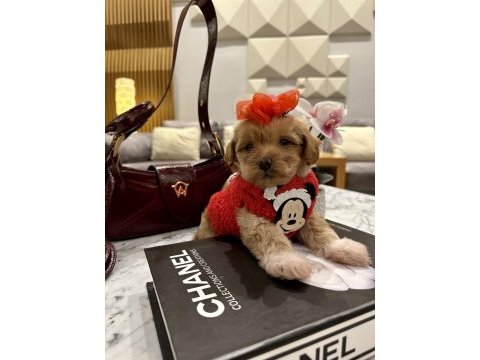 Küçük maltipoo kızım miniş