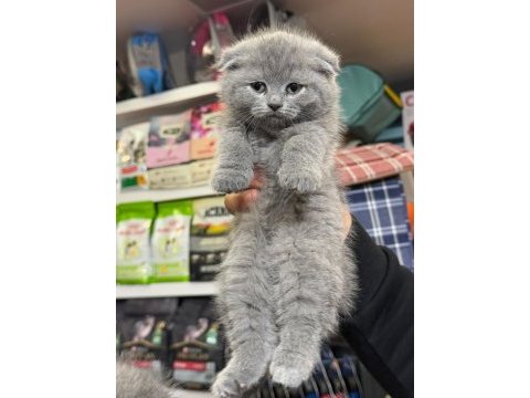Ankaranın en güzel scottish fold bebekleri