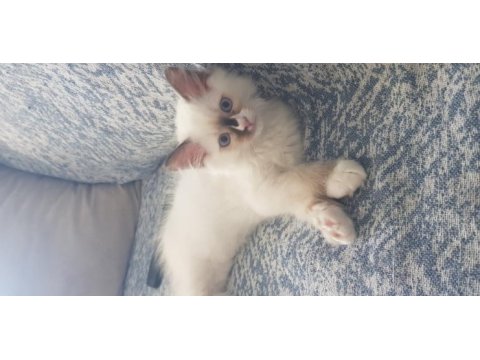 Safkan ragdoll yavrularımız yeni yuvalarını arıyor