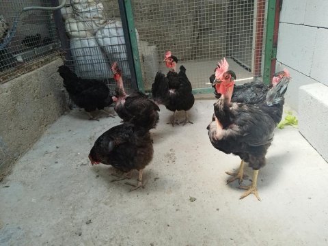 Köy tavukları