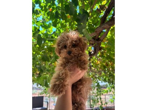 Sevimli toy poodle