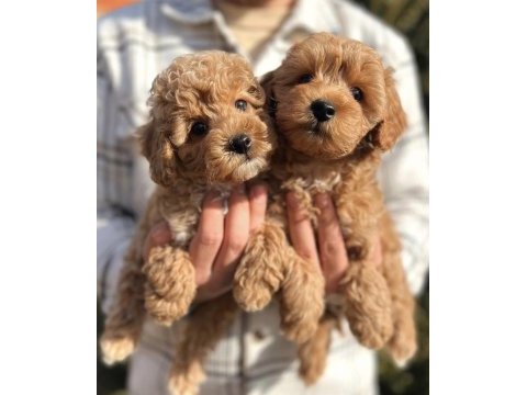 Irk ve sağlık garantili maltipoo yavrular mağazadan