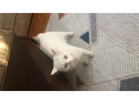 British kedim için eş aranıyor