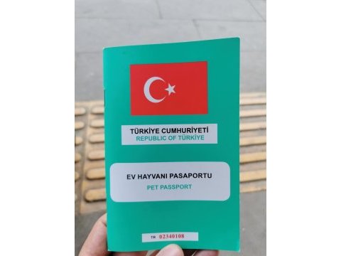 Dişi sultan kedimize erkek aday arıyoruz