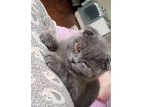 Scottish fold kedimiz uygun ev aranıyor