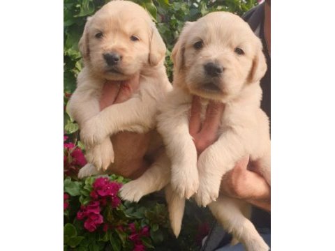 Safkan ırk garantili golden retriever bebeklerimiz
