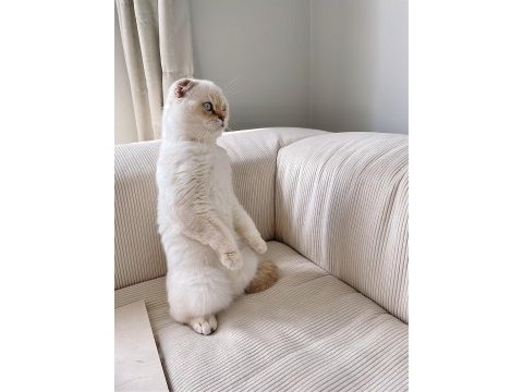 Erkek scottish fold kedime eş arıyoruz