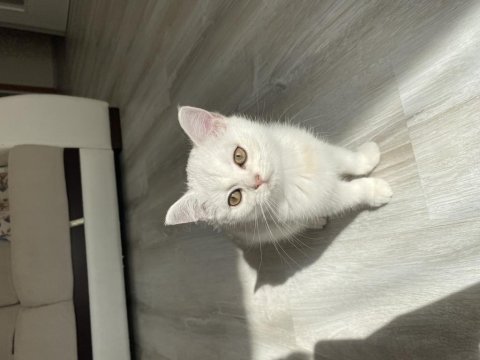 Sliver yavru kedimiz