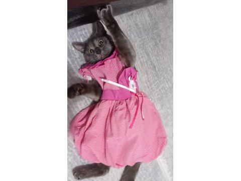 Sevimli korat