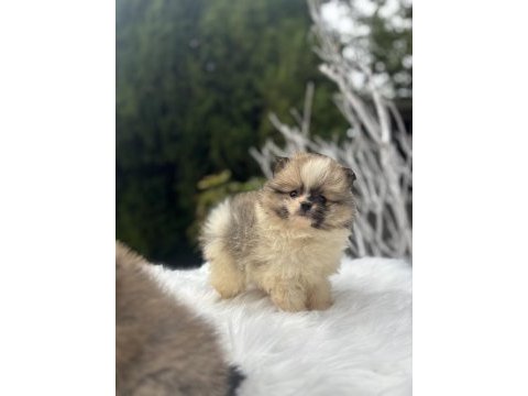 Pomeranian boo dişi yavrularımız