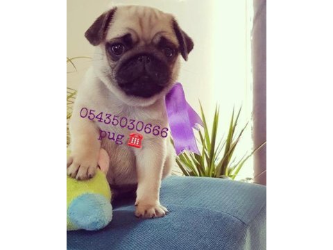 Pug yavruları geldi safkan orjinal