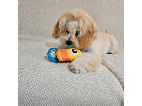 Yurt dışı sebebi kaynaklı maltipoo sahiplendirme