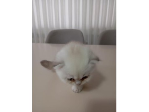 Scottish fold silver point