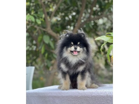 Black tan pomeranian boo erkek