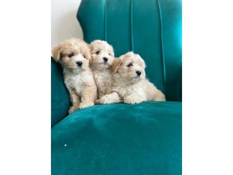 Sağlık garantili maltipoo yavrular