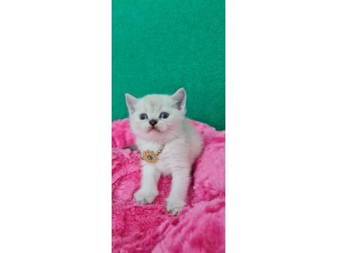 Bluepoint british shorthair