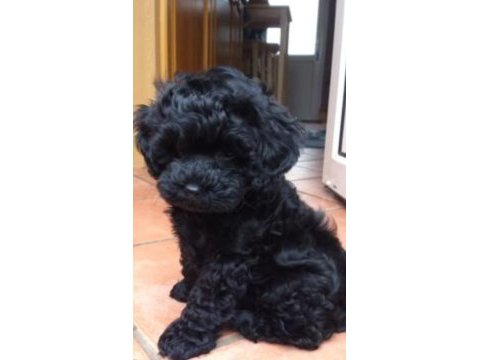 Solid black maltipoo yavrular