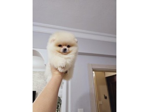 Pomeranian boo yavrular