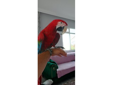 Ara macaw 3 yaşında