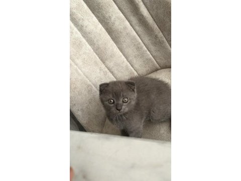 2 aylık scottish fold