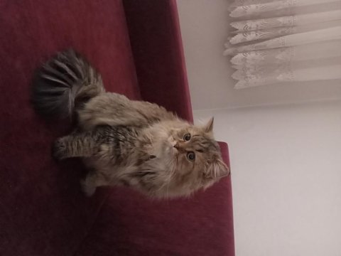 Ömürlük yuva arıyoruz kedimize