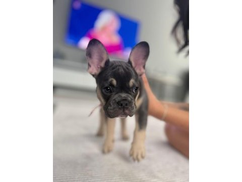 3 aylık fransız bulldog blue tan
