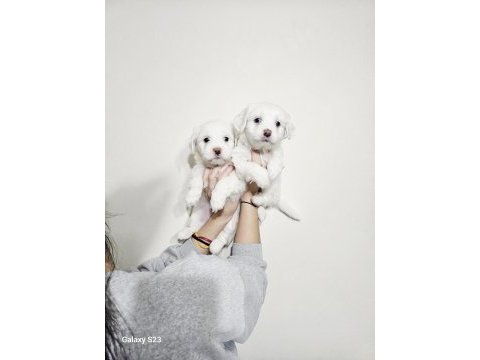 Maltese minikler