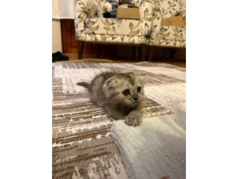 2 adet scottish fold ankara