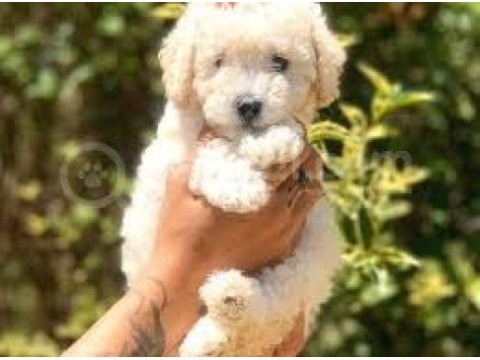 2 aylık dişi toy poodle