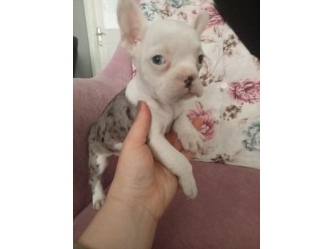 Fransız bulldog