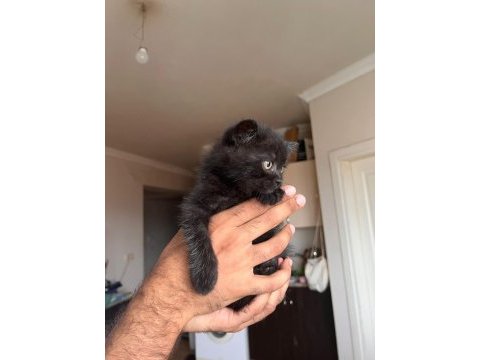 British shorthair