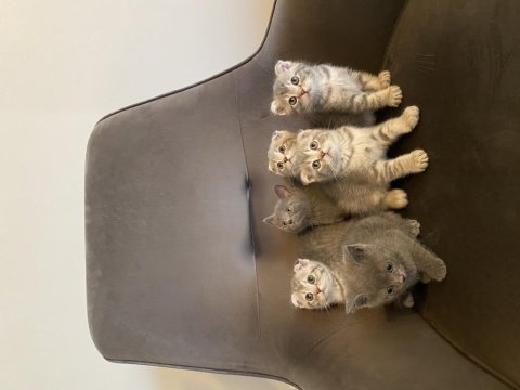 Sevimli scottish fold minnaklar