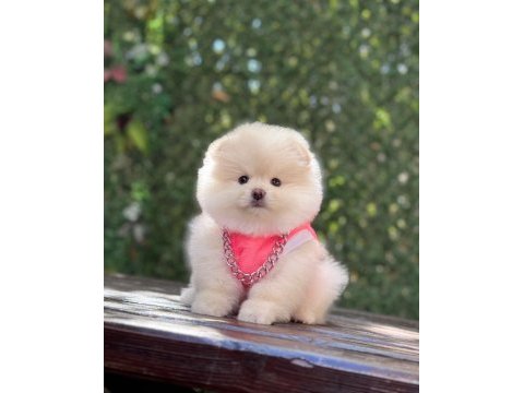 Pomeranian krem beyaz renk