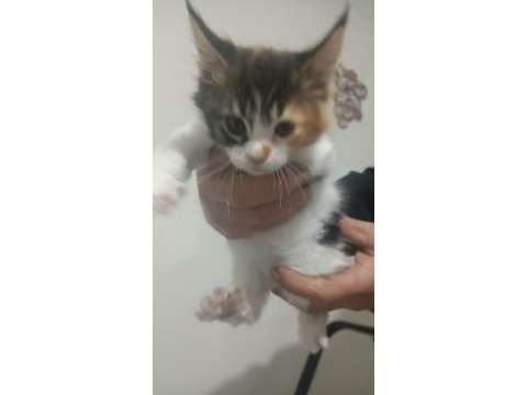 Maine coon dişi yavru 2 aylık