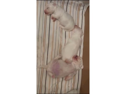 Minnak maltese