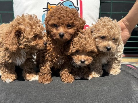 Petmode köpek çiftliğinde ziyarete açık kore maltipoo
