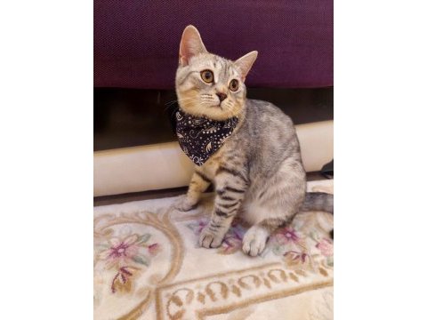 5 aylık british shorthair