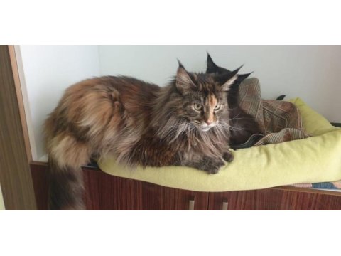 Şecereli maine coon yavrular 2.5 aylık