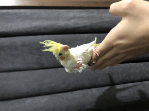 Yeni yeme düşmüş lutino sultan papağanı