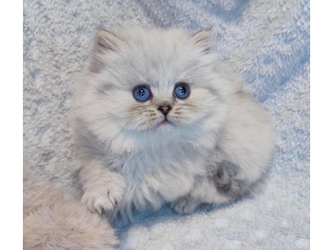 Harika bir minik british longhair