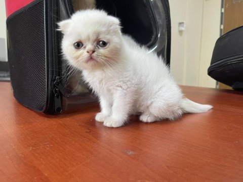 Harika güzellikte scottish fold dişi yavru