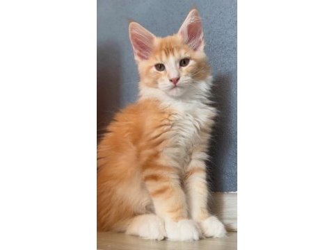 Üst kalite 2 buçuk aylık erkek maine coonlar