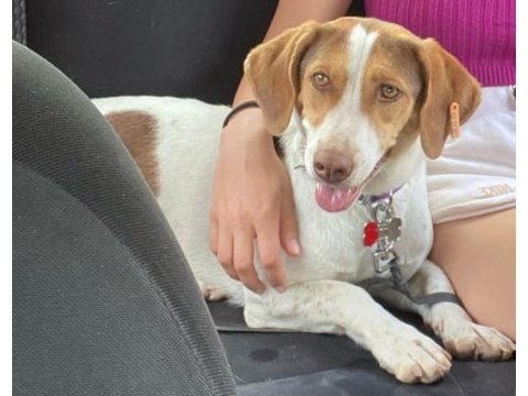 Bal böceği köpeğim